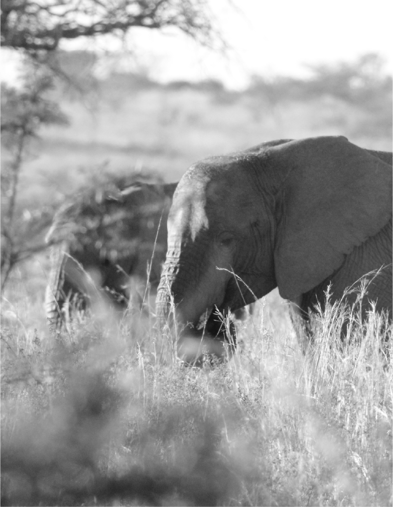 Cape fox at dusk — Cederberg